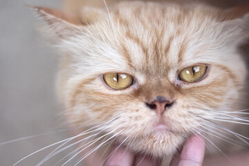 Persian cat face while Asian woman hand stroking with gentle touching