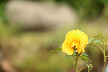 庭に咲く黄色いバラの花