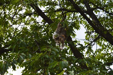 a little cat on a tree