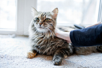 Woman combing her cat on the windowsill.