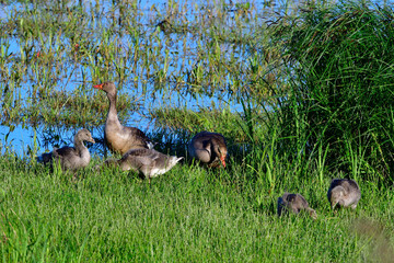 Graugasns Familie in der Oberlausitz