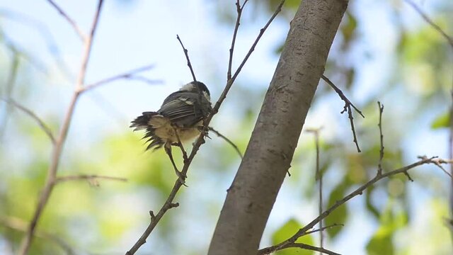 A great tit chick is sitting on a branch. Left the nest and learns to fly