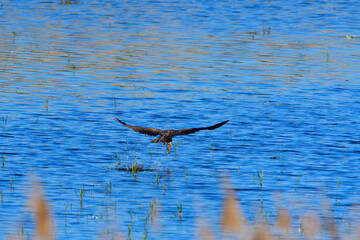 Schwarzmilan nach erfolgreicher Jagd