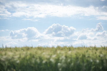 Obraz na płótnie Canvas wheat field and blue sky