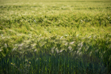 green wheat field. green grass in the wind. field of wheat