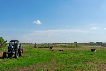 Tractor and cows in a green meadow. Rural landscape. Pasture in the village in summer and blue sky