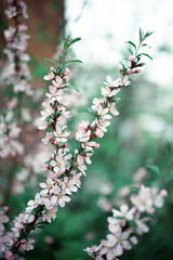 Fresh spring flowers on the branches. Blurred background.