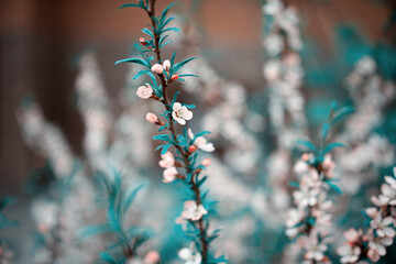 Fresh spring flowers on the branches. Blurred background.