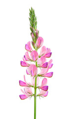 Onobrychis viciifolia, also known as Onobrychis sativa or common sainfoin. Flower on a white background