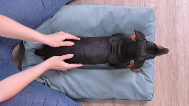 The owner at home makes massage of the spine on the back of the dachshund after rehabilitation or prophylaxis of the animal discopathy. Pet care and treatment concept