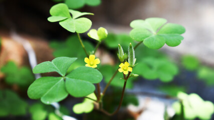 Fototapeta na wymiar Lemon clover flower or Common Yellow Woodsorrel (Oxalis stricta) plant.