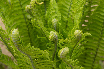 Leaves of a young blooming fern at close range. One leaf is in focus, and the rest is blurry. Green background from leaves.