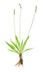 Tuft ribwort (Plantago lanceolata) on white background. Herb used in alternative medicine.