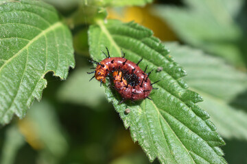 Red Spiny butterfly caterpillar on the leave.