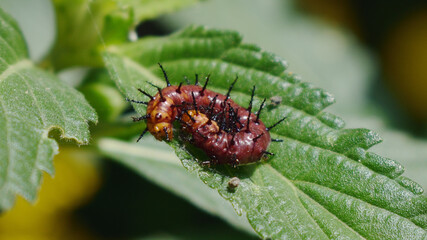 Red Spiny butterfly caterpillar on the leave.