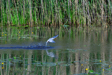 	Fluss-Seeschwalbe ( Sterna hirundo ) in der Oberlausitz
