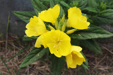 Yellow flower in my garden