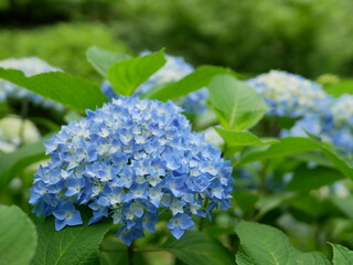 青いあじさい