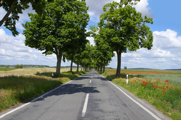 Typical Brandenburg landscape, a country road in summer, federal state of Brandenburg, Germany