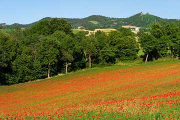 Fields full of poppies in Marecchia Valley