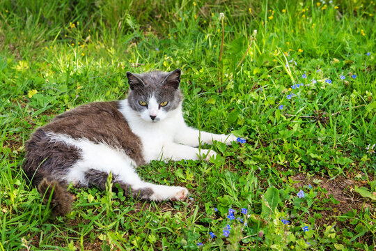 Young adorable gray and white cat is lies on green grass