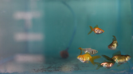 Gold fishes: A common ornamental fishes kept in the aquarium tank for...