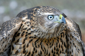 Montagu's harrier (Circus pygargus). Primorsky Krai (Primorye), Far East, Russia.