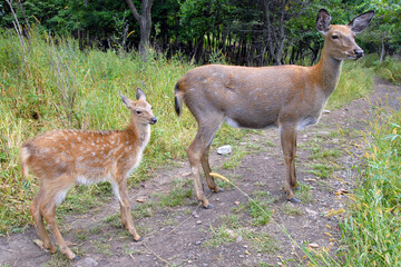 Female (doe) and calf Sika (Spotted) deer (Cervus nippon). Primorsky Krai (Primorye), Far East, Russia.