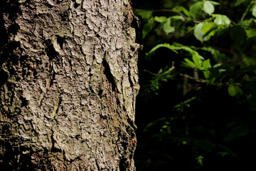 Tree trunk on the background of a forest thicket.