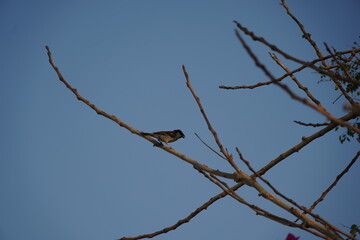 sparrow  grip the food safety, COVID times,  Dubai UAE