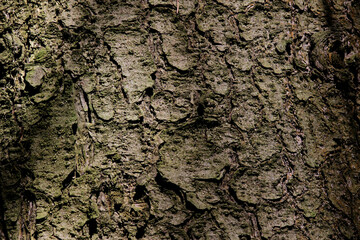 Photo of tree bark texture.