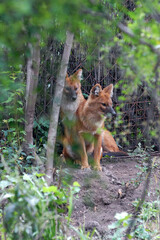 Dholes (Cuon alpinus), also known as Asian wild dog, Asiatic wild dog, Indian wild dog, whistling dog, red dog, and mountain wolf. Primorsky Krai (Primorye), Far East, Russia.