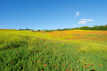 Fields full of poppies in Marecchia Valley