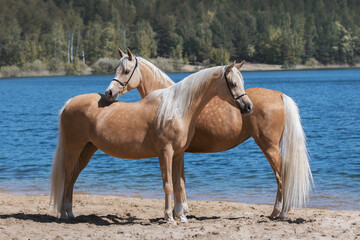 Two beautiful palomino horses with a long mane standing near blue water on summer background, profile side view