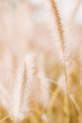 African Fountain Grass or Pennisetum setaceum in a sunny summer day. Summer background