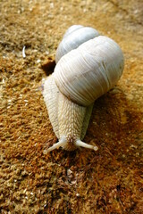 A slimy snail crawls on a stump