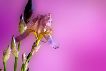 purple iris flower