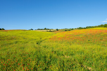 Fields full of poppies in Marecchia Valley