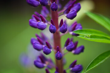 close up of a purple flower