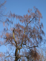 Winterbaum