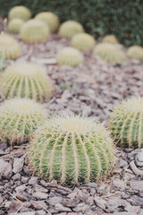 Outdoor garden with big ball shaped cactus. Desert plant