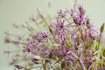 Allium cristophii, star of Persia flowers close up