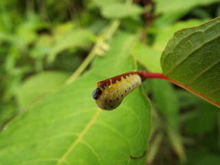 ハバチ 幼虫 larva of leaf bee