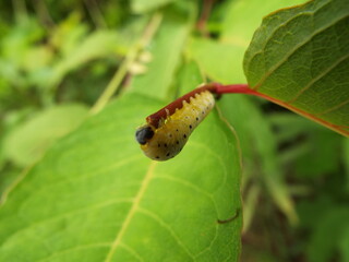 ハバチ 幼虫 larva of leaf bee