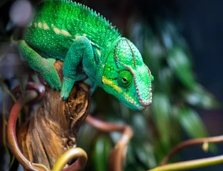 Tuinposter multi-colored cautious wise and ancient chameleon on a branch © константин константи