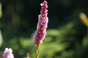 Flowers of the knotweed Bistorta affinis superbum in the morning light, latin name is Persicaria affinis or fleece flower close up