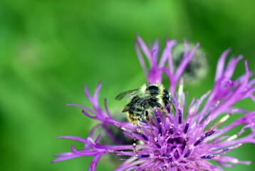 Hummel auf einer Kornblume