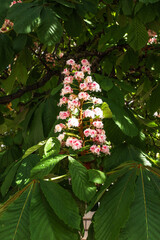 Fototapeta na wymiar Rot und rosa farbige Blüten der Kastanienbäume