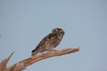 Owl