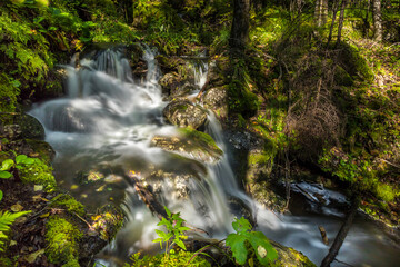 creek with a waterfall in the summer forest